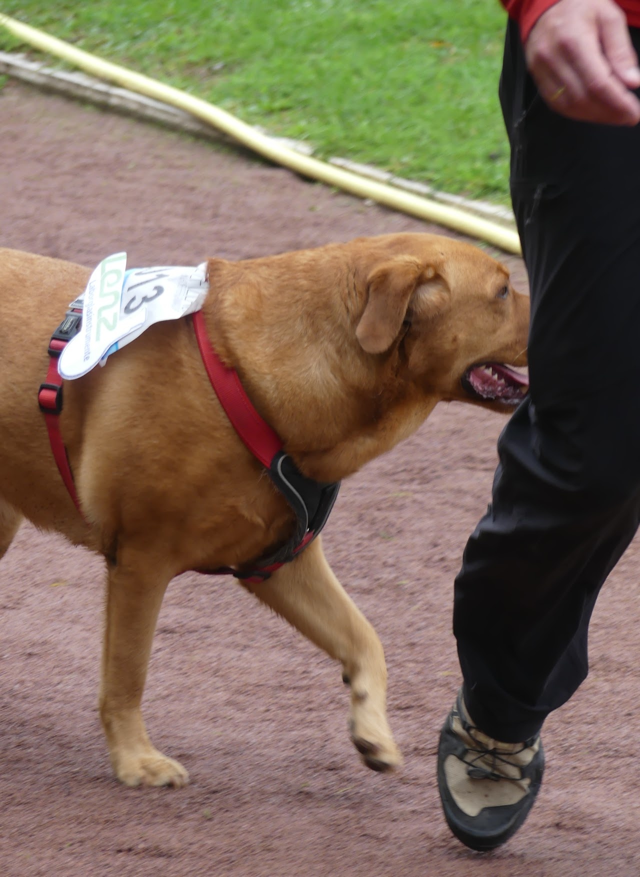 Bild vom 13. Benefizlauf im Jahr 2022. Dies ist das 466. Bild.